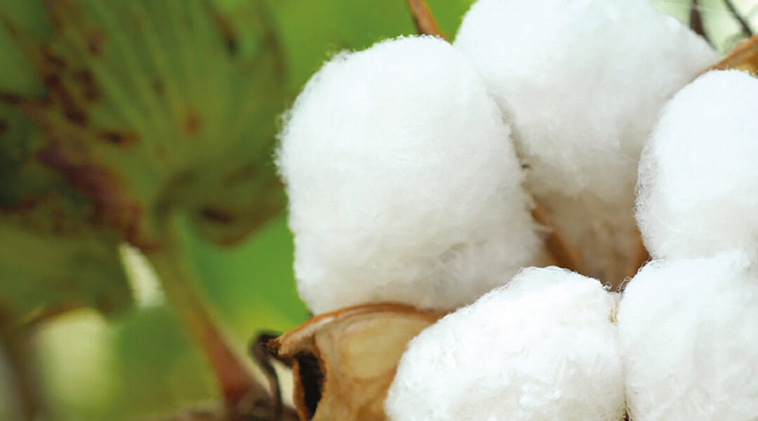Cotton