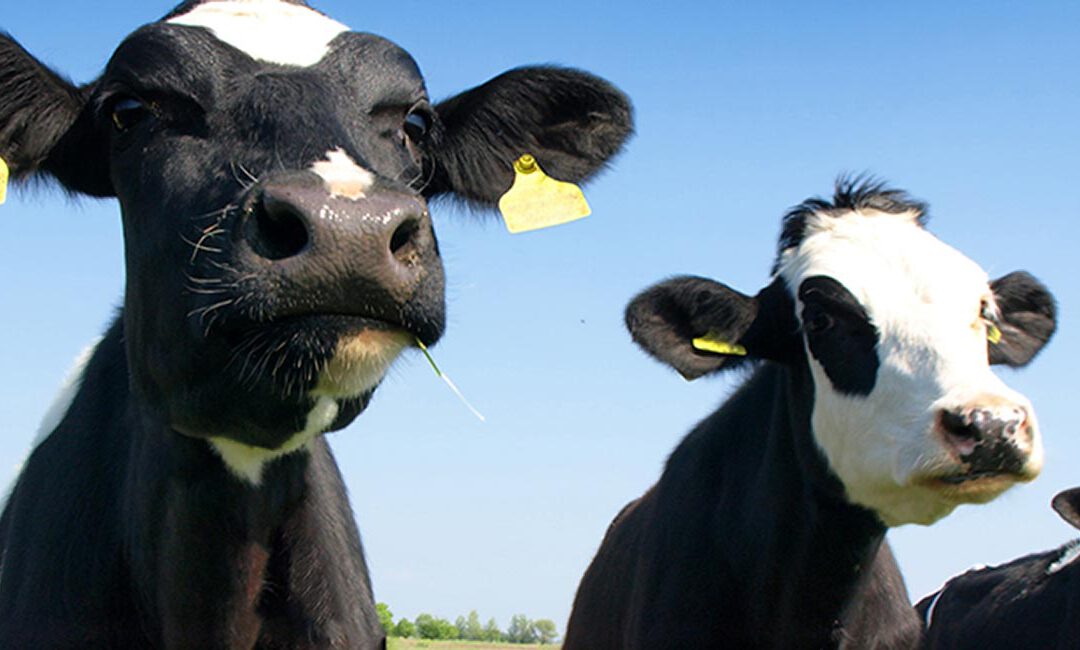 Certification of animal welfare