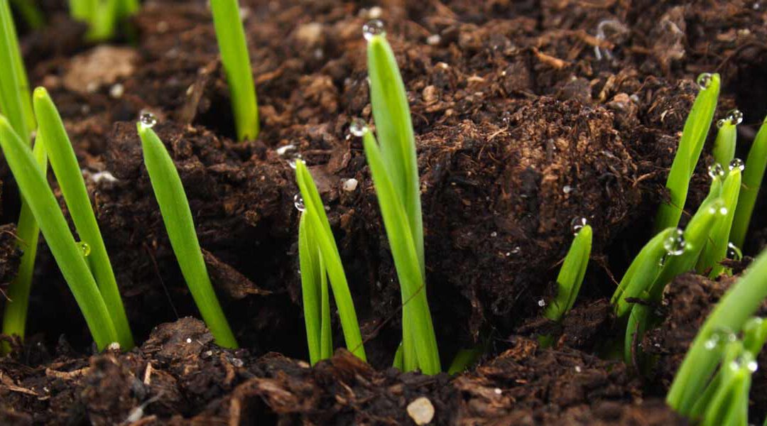 Fertilizer Testing
